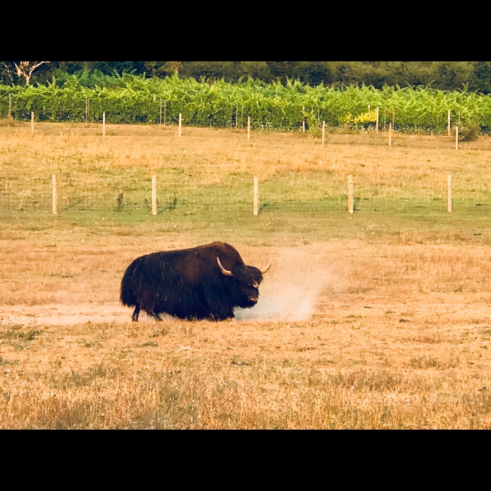 Meet your Posher, Angie